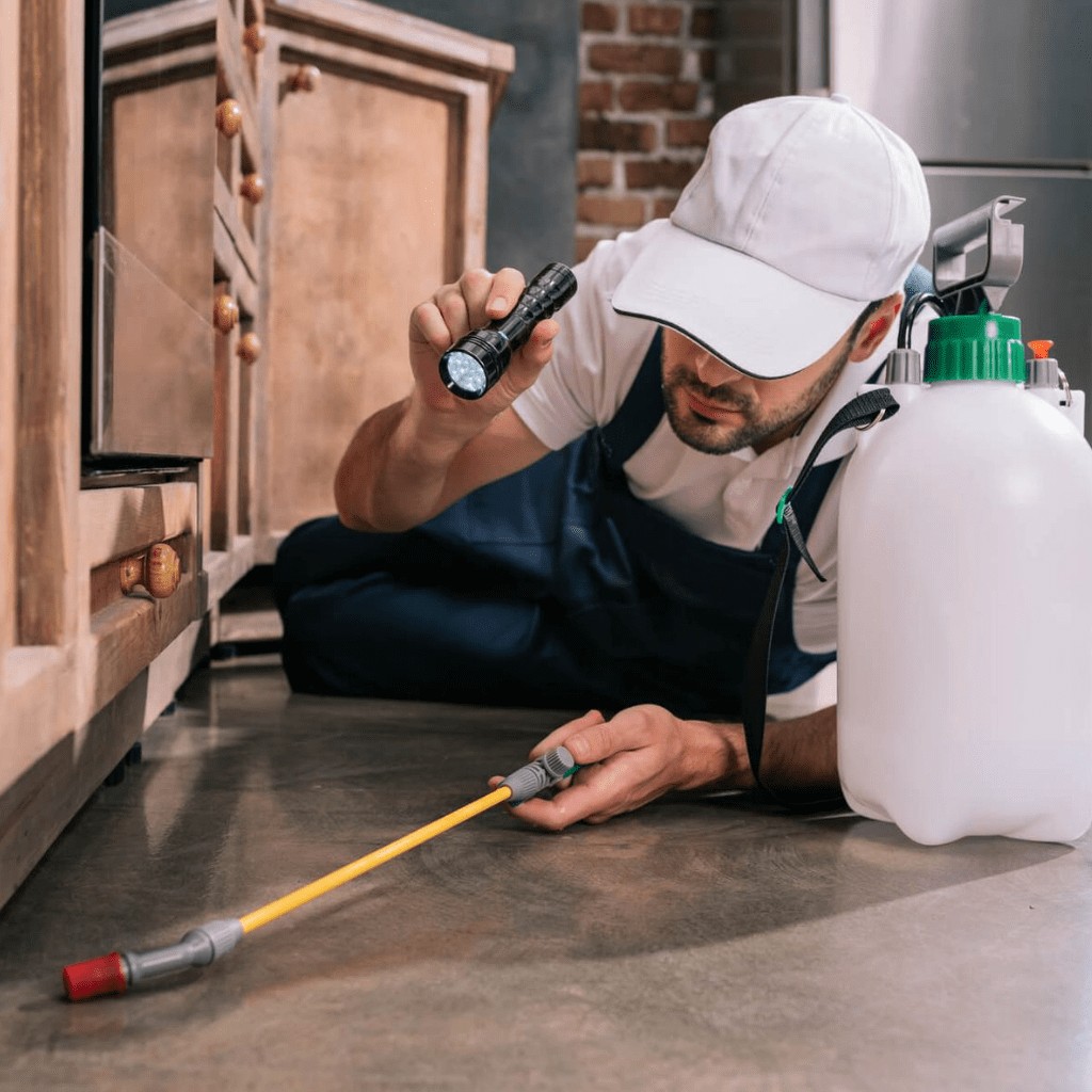 Termite Control Spray Price Near Me in Lahore, Pakistan